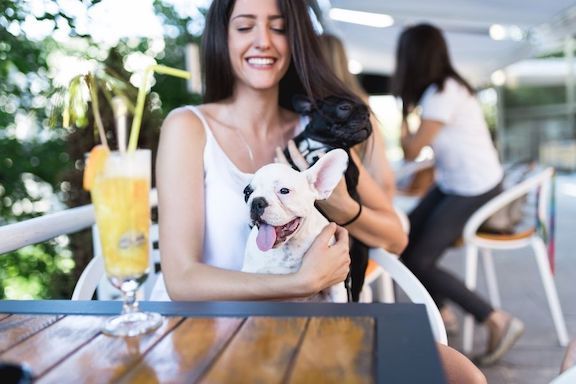 Dog being petted, showing Silverado Apartments is a pet-friendly community